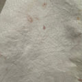 Gourd 28ct Lugana Fat Quarter